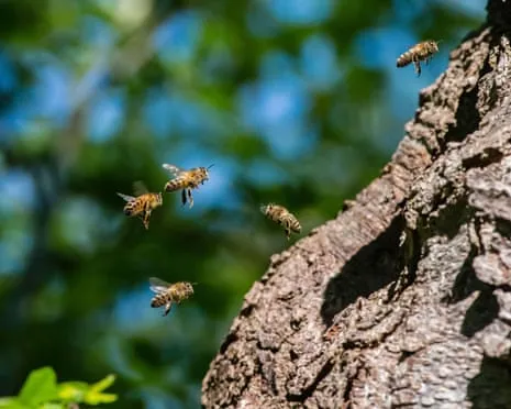How Protecting Honeybees Might Harm Other Pollinators